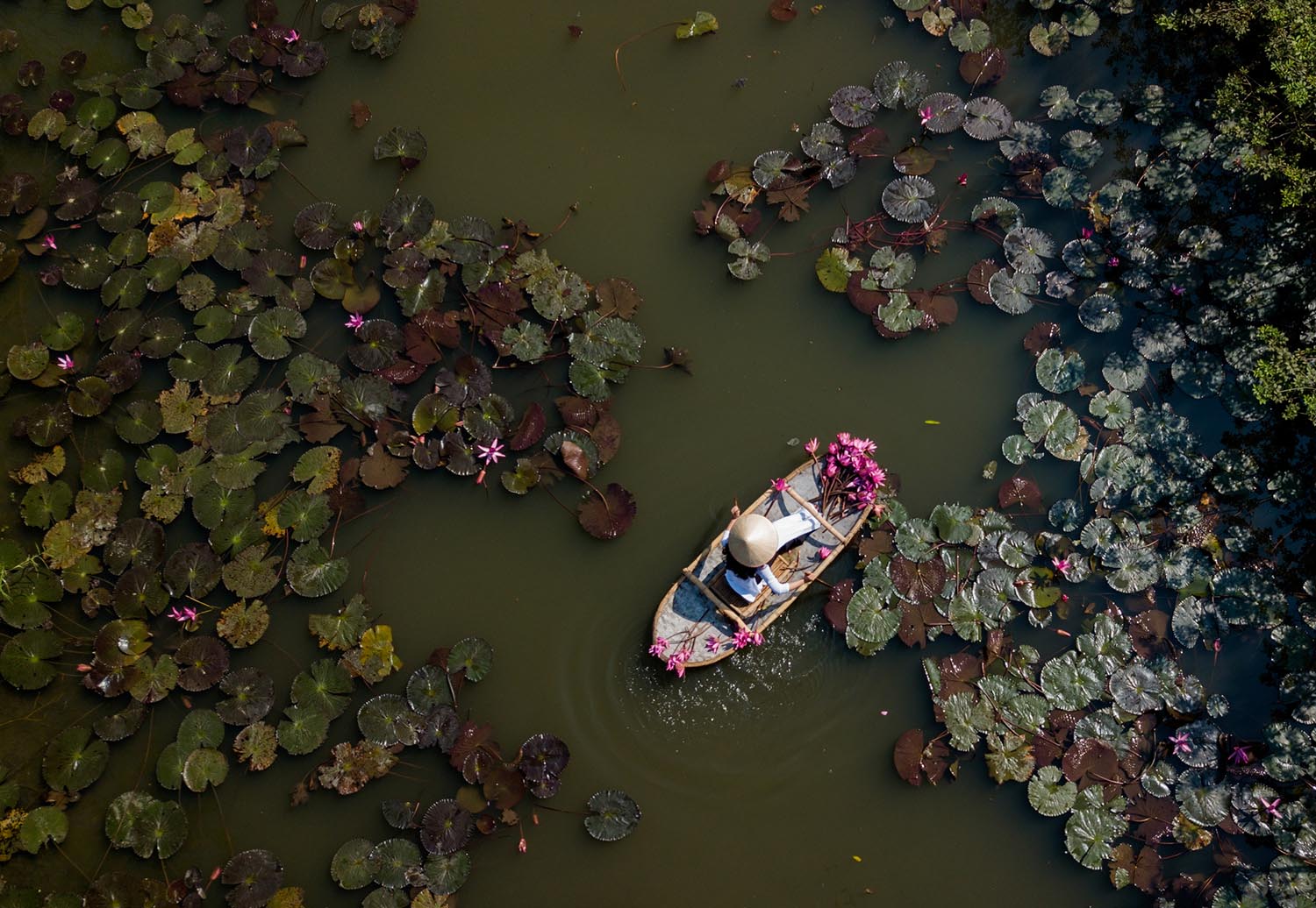 Waterlily boat ©Nguyen Phuc Thanh